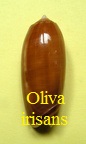  Oliva (Miniaceoliva) irisans f. cryptospira, Ford1891 